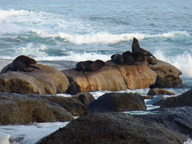 Cape Fur Seals