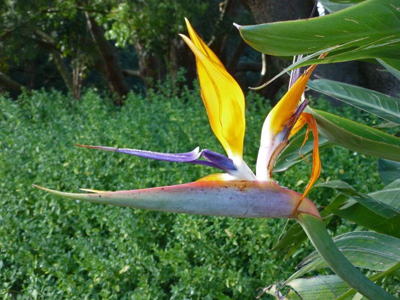 Mandelas Gold at Kirstenbosch Garden