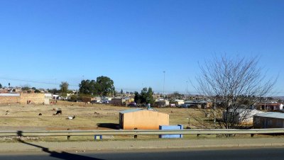Goats & Cattle from Shantytown Grazing beside the Highway in Johannesburg