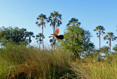 Jacana in Flight in Okavanga Delta
