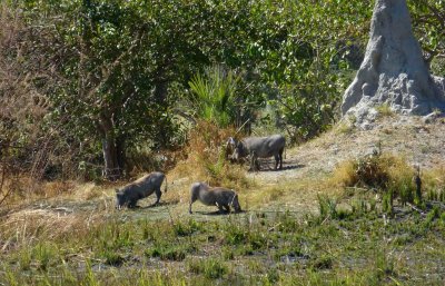 Warthogs at Moremi Camp
