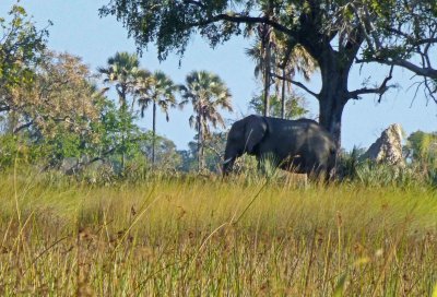 Elephant in Okavanga Delta