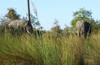 A Pair of Elephants in Okavanga