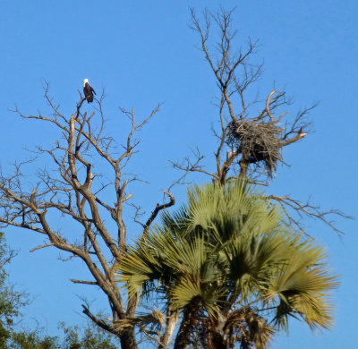 African Fish Eagle and Nest