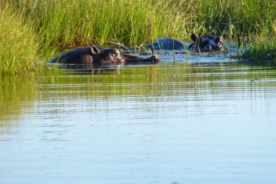 Hippos in Okavanga Delta