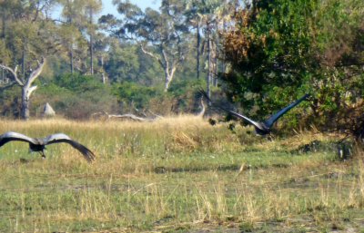 Waddled Cranes in Flight