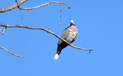 Red-eyed Dove are Very Noisy