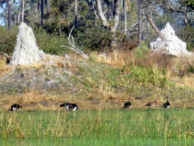 Flock of Spur-winged Geese