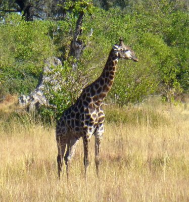 First Giraffe Spotted in Okavanga Delta
