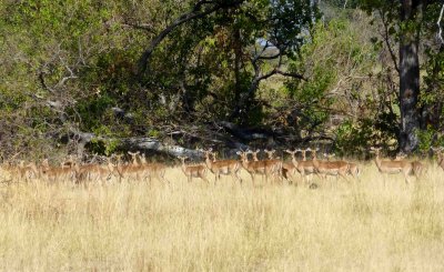 Male Impala with His Herd