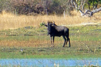 A Wildebeest near Moremi Crossing Lodge