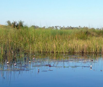 Day Water Lilies in Okavanga Delta