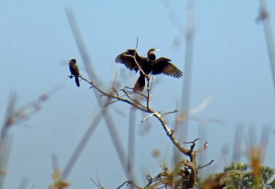 African Darter Flapping Wings