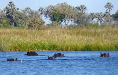 Watching a Pod of Hippos while Waiting for Rescue Boat
