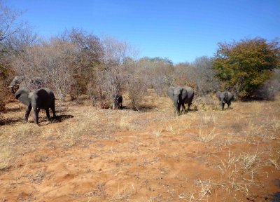 Elephants along the Road