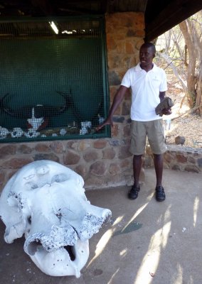 Francis Talking about Elephant Skull