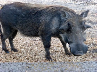 Warthog Greeting Bill when He was Leaving the Bathroom