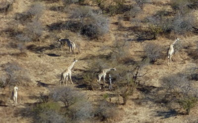Giraffes in Victoria Falls National Park