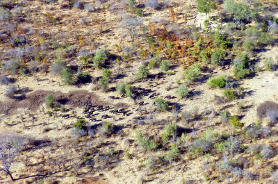 Helicopter View of Cape Buffalo Herd