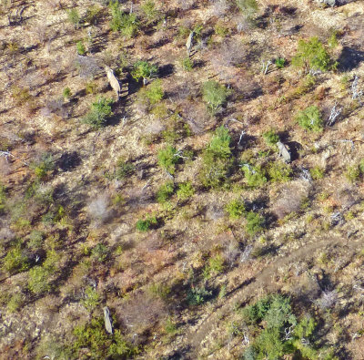 Elephants in Victoria Falls National Park