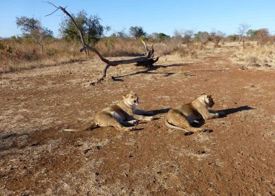 Meeting the Lions
