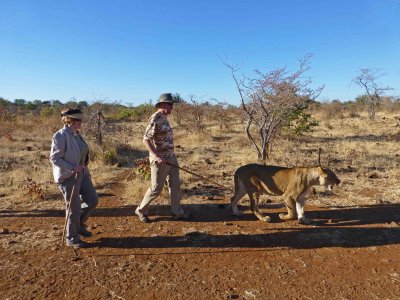 Walking with a Lion