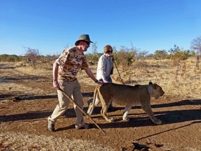 Keeping Up with the Lion