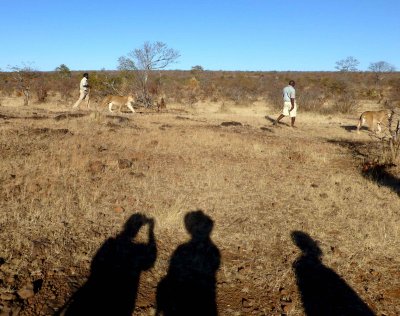 Trying to Get the Lions to Cooperate
