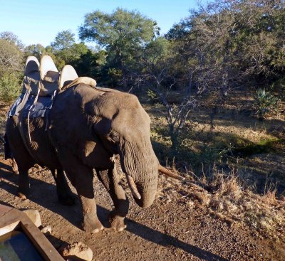 Elephants Arriving