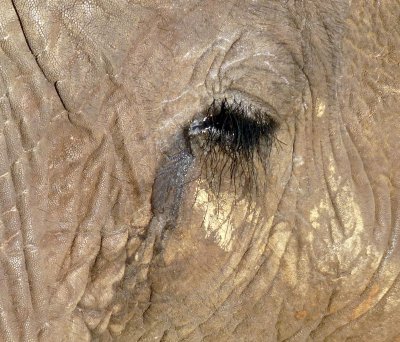 Elephant Eyelashes