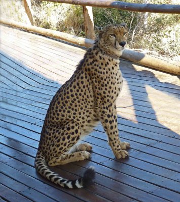 Meeting Sylvester the Cheetah