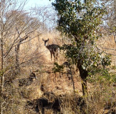 Waterbuck has Distinctive White Circle on Rear