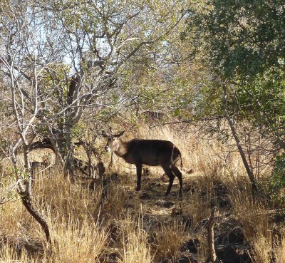 Female Waterbuck