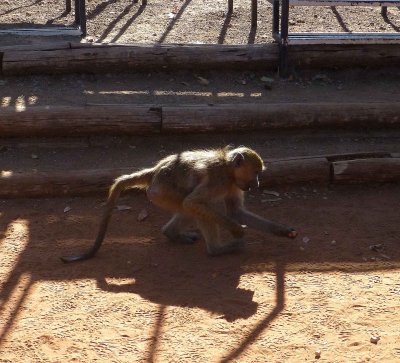 Baboon Picking Up Dropped Elephant Food