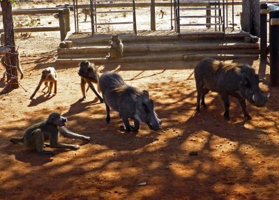 Baboons & Warthogs Cleaning Up Leftovers