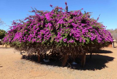 Chickens enjoying Shade of Large Bougainvillea