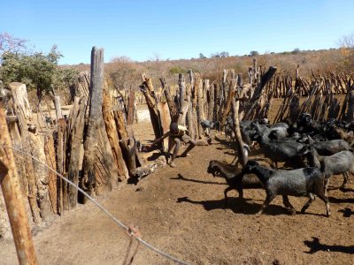 Letting the Goats Out of the Kraal to Graze