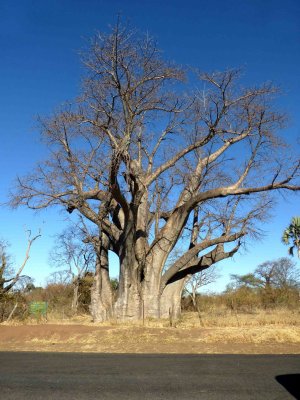 Baobab is also known as the 'Upside Down Tree'