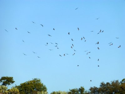 Birds beside the Zambezi River