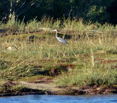 Goliath Heron