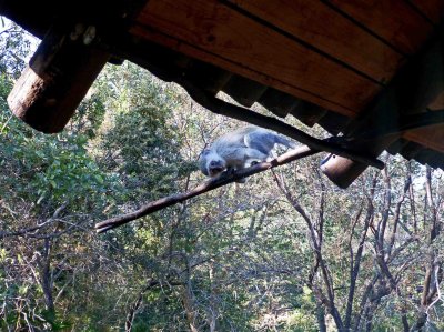 Monkey Looking in Our Glass Doors