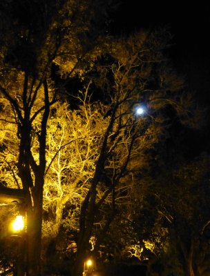 Dinner Under the Moonlight