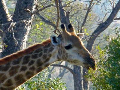 Giraffe Having Breakfast