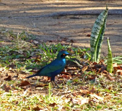 Cape Glossy Starling