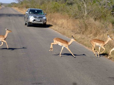Impala Crossing the Road