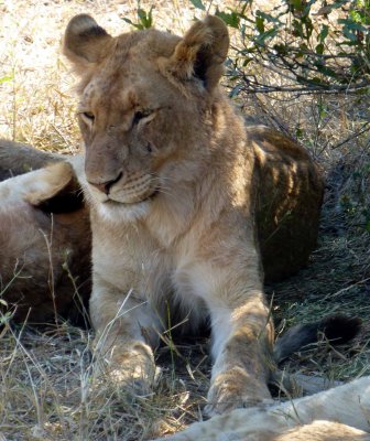 Young Lioness