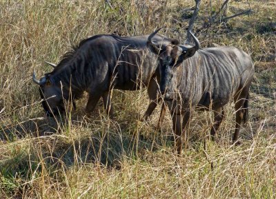 Wildebeest