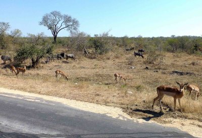 Impala & Wildebeest Grazing in Kruger National Park