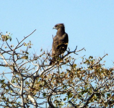 Snake Eagle