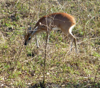 Steenboks Only  Grow to 17-24 inches Tall